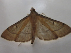 Bradina geminalis