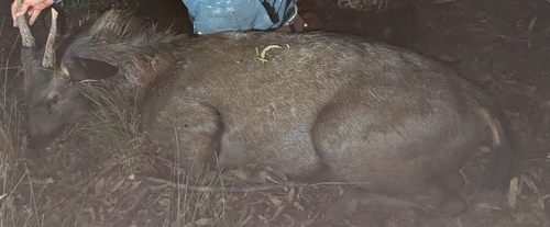 Sambar
