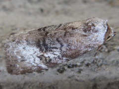 Bryophilina mollicula