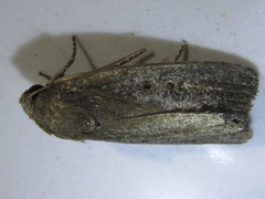 Athetiina