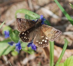 Erynnis montanus