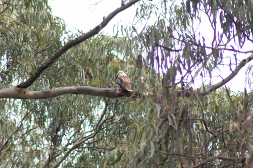 Laughing Kookaburra