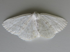 Lomographa subspersata