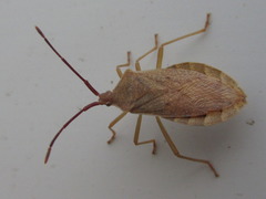 Homoeocerus dilatatus