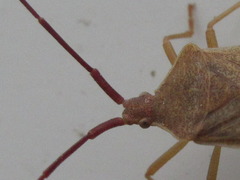 Homoeocerus dilatatus