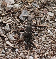 Cicindela gemmata