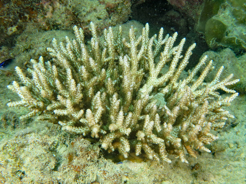 Acropora insignis · iNaturalist