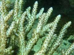 Acropora insignis