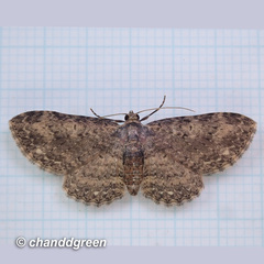 Pseudocollix hyperythra