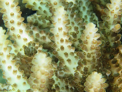Acropora insignis