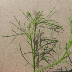 Ptilimnium capillaceum