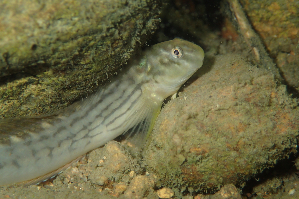 Muzzled Blenny