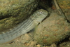 Muzzled Blenny - Photo (c) Tommy Hui, some rights reserved (CC BY-NC), uploaded by Tommy Hui