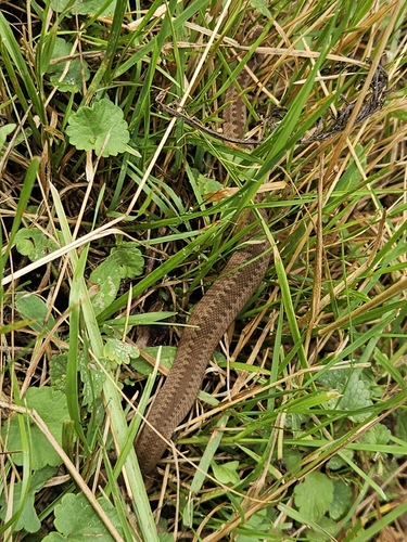 Adder