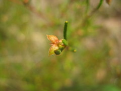 Dodonaea hexandra