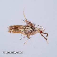 Ashibusa