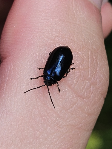 Alder Leaf Beetle