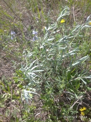 Artemisia dracunculus glauca
