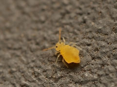 Deuterosminthurus pallipes