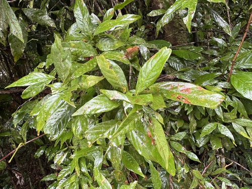 Arytera pauciflora