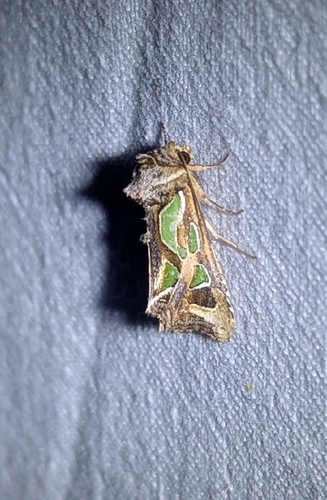 Green-blotched Moth
