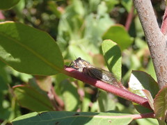 Platypedia vanduzeei