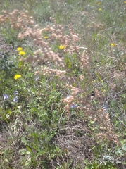Artemisia dracunculus glauca