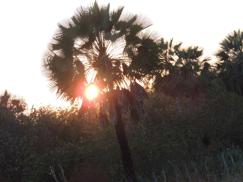 Copernicia prunifera, photograph 5
