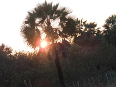 Copernicia prunifera, photograph (c) Paulo Nogueira, some rights reserved (CC BY)