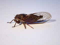 Platypedia vanduzeei