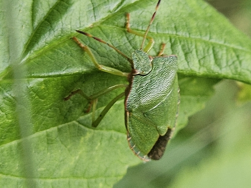 Green Shield Bug