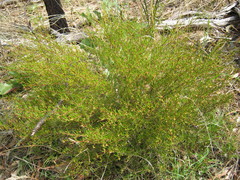 Dodonaea hexandra