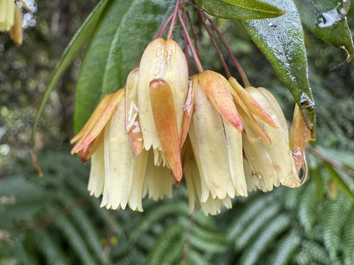 Aceratium megalospermum