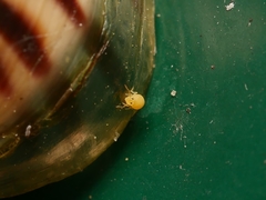 Deuterosminthurus pallipes