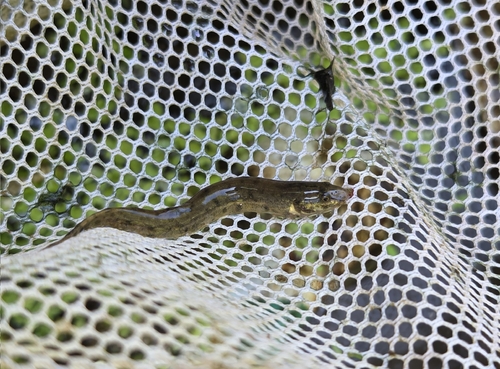 Oriental Weatherfish