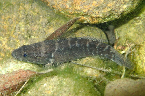 Spinycheek gudgeon (Eleotris acanthopoma) — Eleotridae