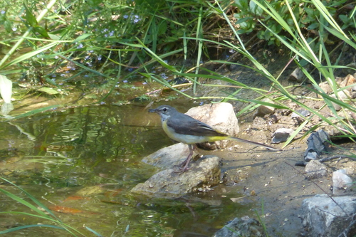 Grey Wagtail