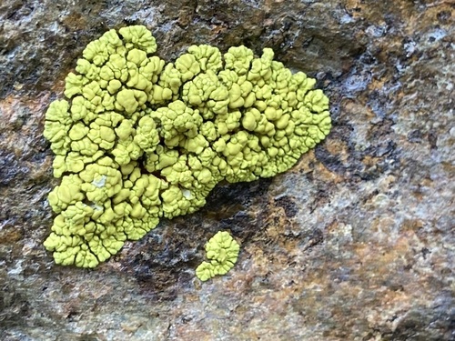 Chlorophanflechte