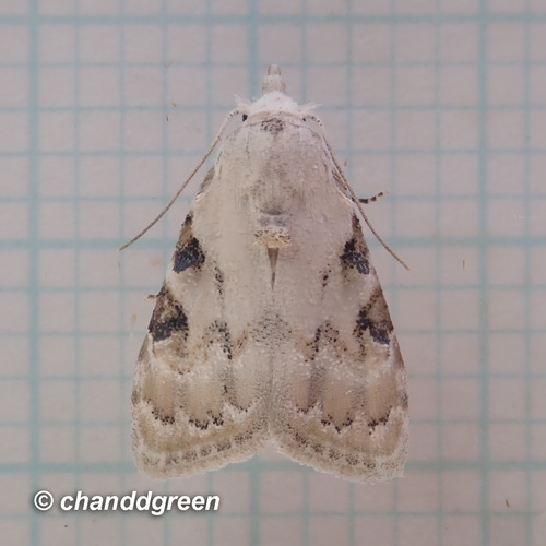 Nola pascua Swinhoe, 1885