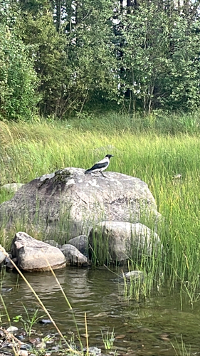 Hooded Crow