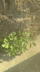 Peucedanum japonicum