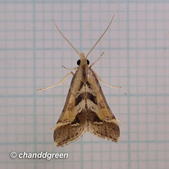 Diasemia accalis