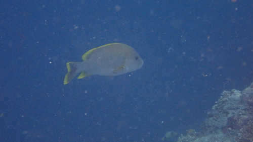 Lutjanus rivulatus observed 2026-08-18