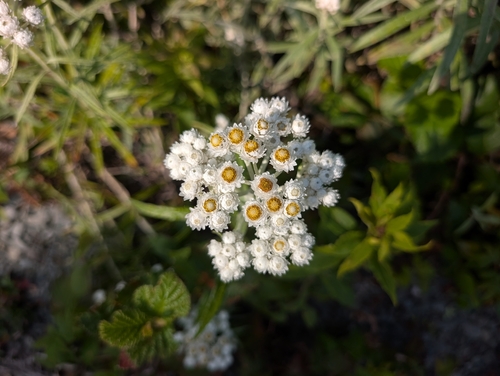 pearly everlasting