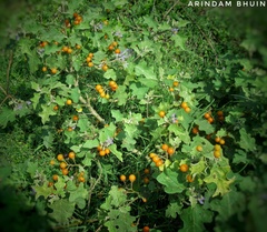 Solanum violaceum