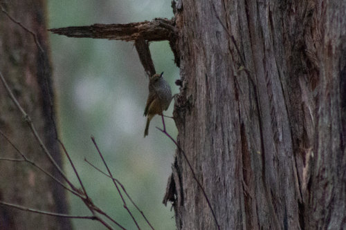 Brown Thornbill