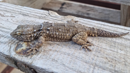 Ringed Wall Gecko