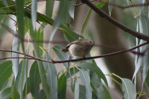Striated Thornbill