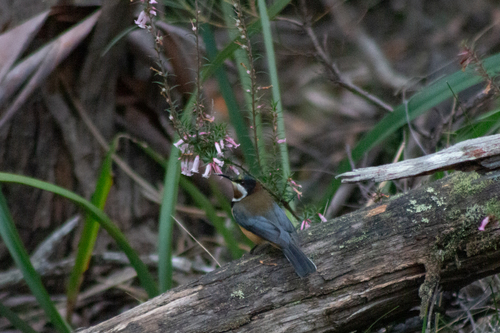 Eastern Spinebill