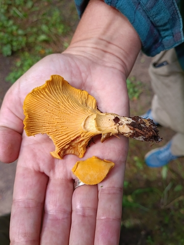 Golden Chanterelle